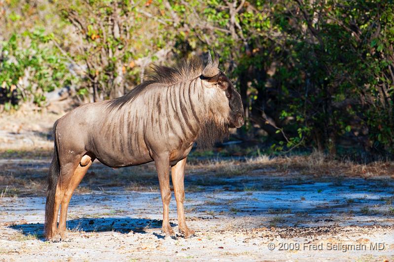 20090616_085134 D300 (2) X1.jpg - Wildebeast in Selinda Spillway, Botswana